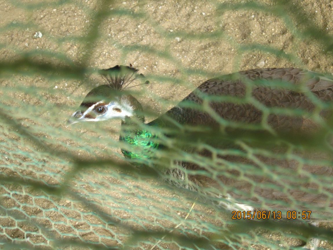 IMG_0339.JPG