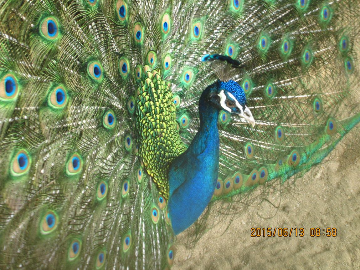 IMG_0342.JPG