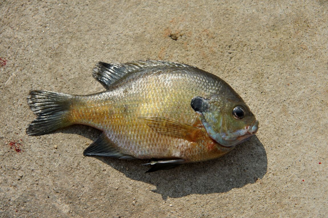 ²Ù¹Ì±â_¾î¿ì½ÇÁö2 107.JPG