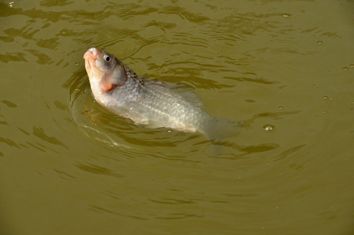 DSC_4526.JPG