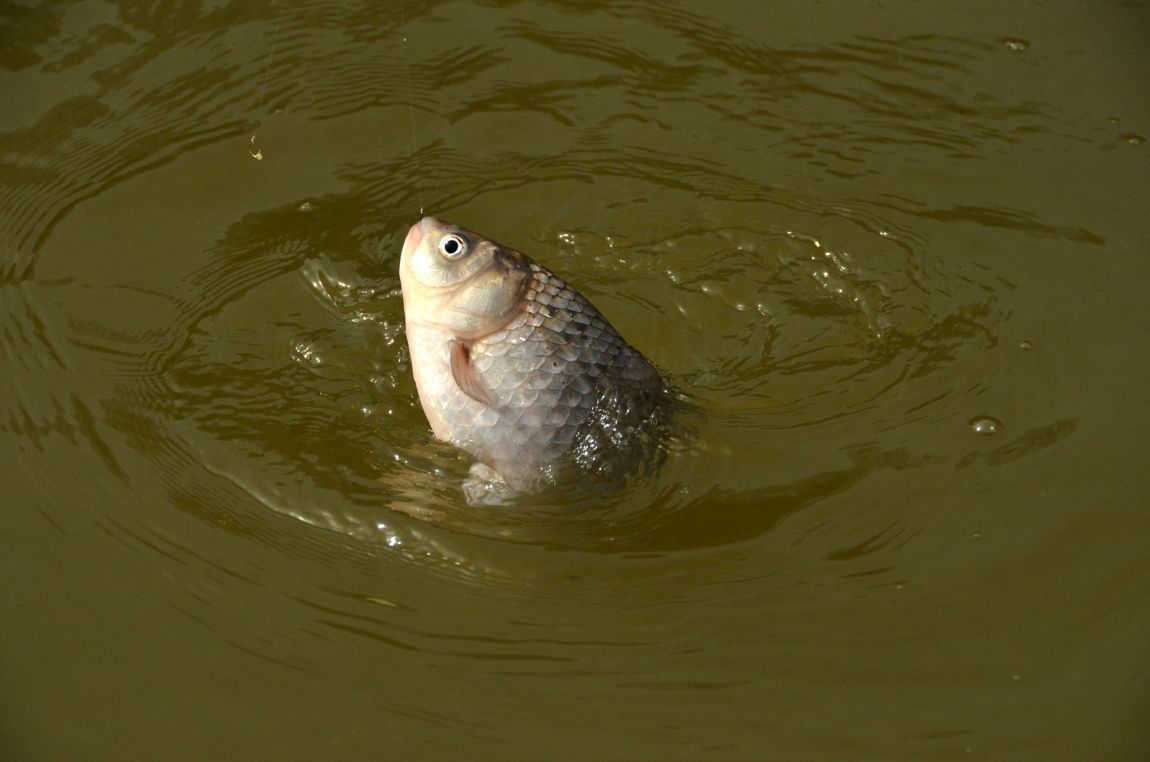 DSC_4527.JPG