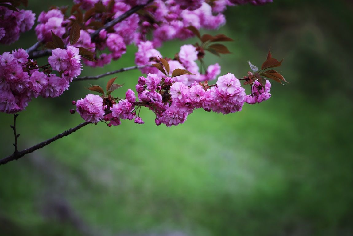 3A6A2950.JPG