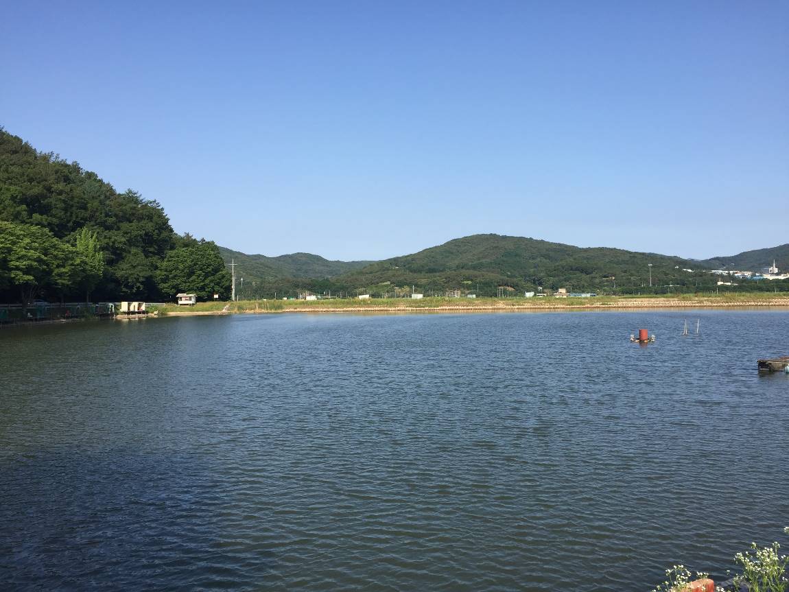 오산나그네 > 오산나그네의 군위 비들지 낚시터 조행기 : 낚시사랑
