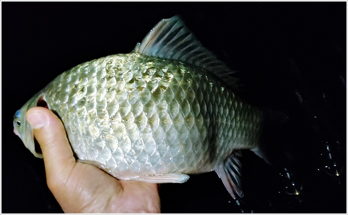 36.5cmÀÇ ºØ¾î (3).jpg