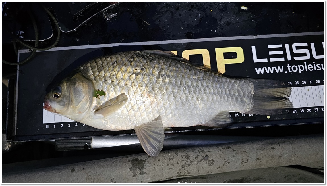 ÃÊÀú³á¿¡³ª¿Â 34cm (2).jpg