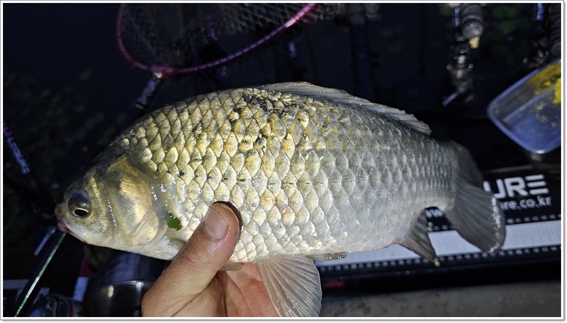 ÃÊÀú³á¿¡³ª¿Â 34cm (1).jpg