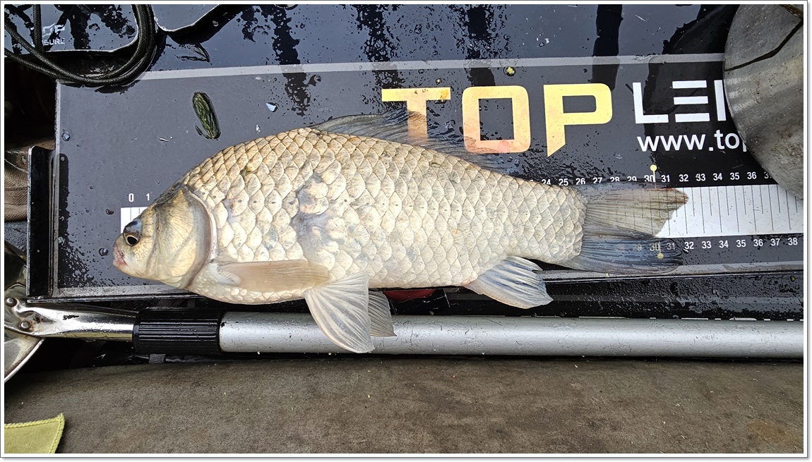 ¾ÆÄ§¿¡³ª¿Â 32cm¿ùôºØ¾î.jpg