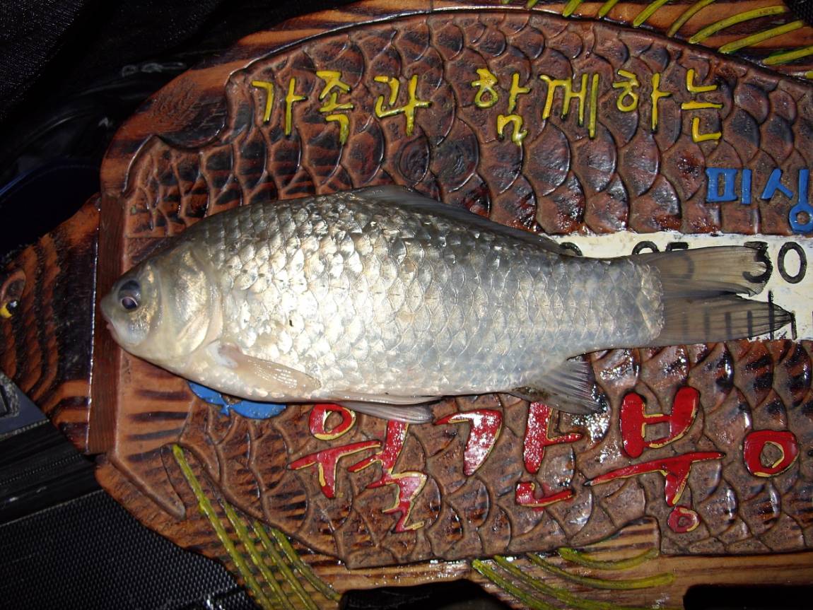 바다하늘산 > 경기도 화성 어천낚시터 개장 소식 ... 2024.2.24 ~ 2.25 ... : 낚시사랑