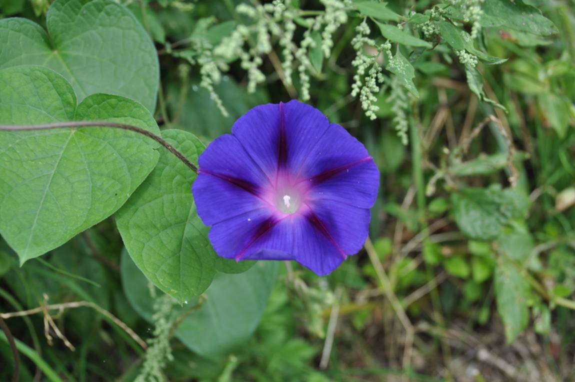 DSC_0028.JPG
