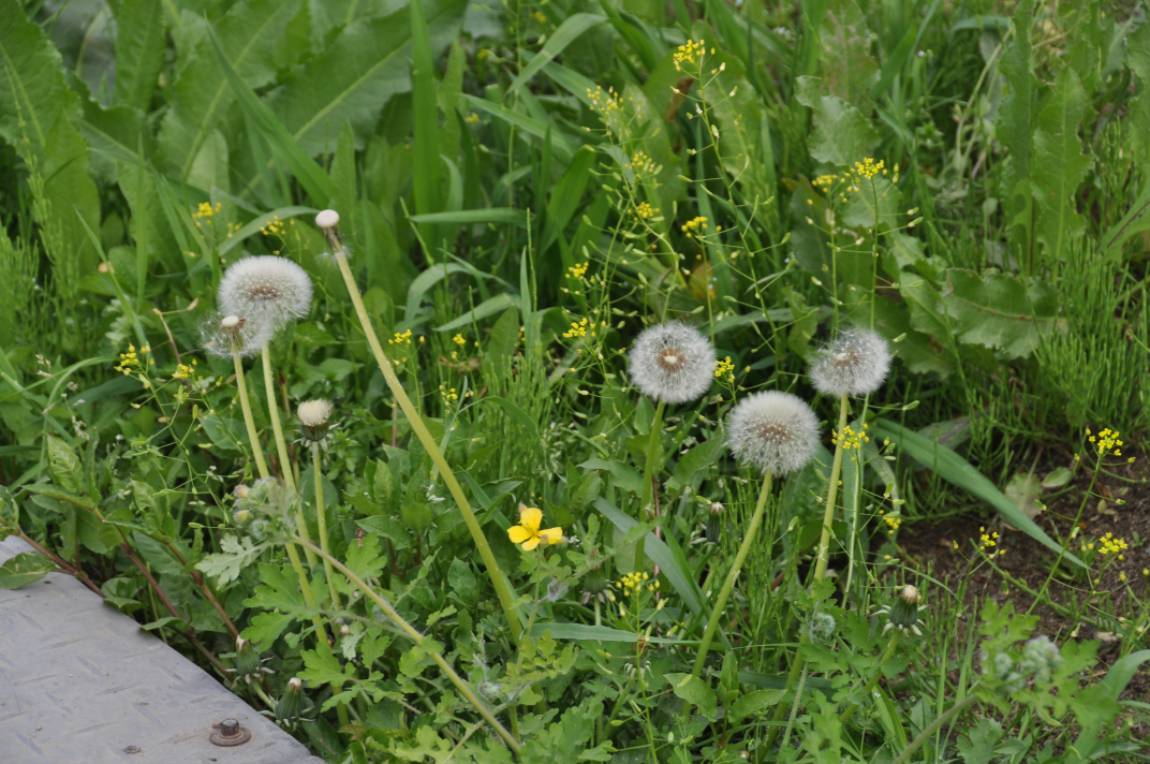 DSC_0096.JPG