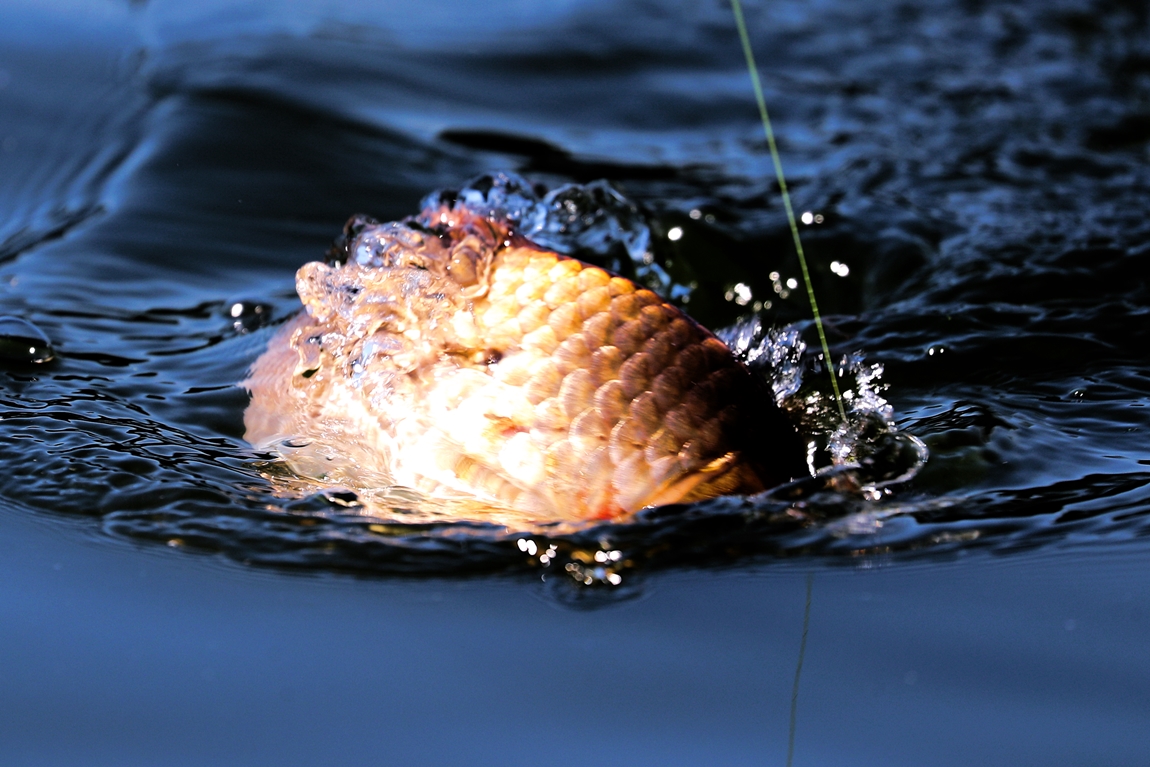 A16I5817.JPG