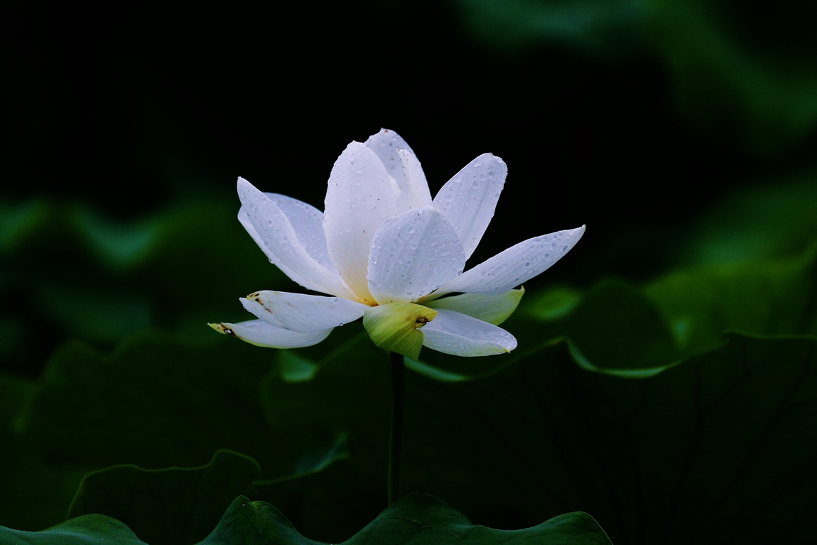 A16I5927.JPG