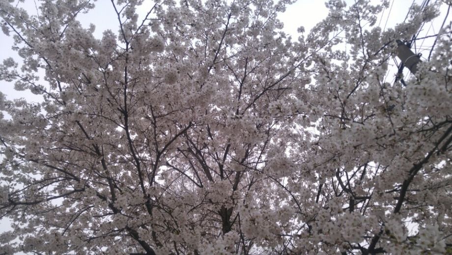 KakaoTalk_20160412_215850098.jpg