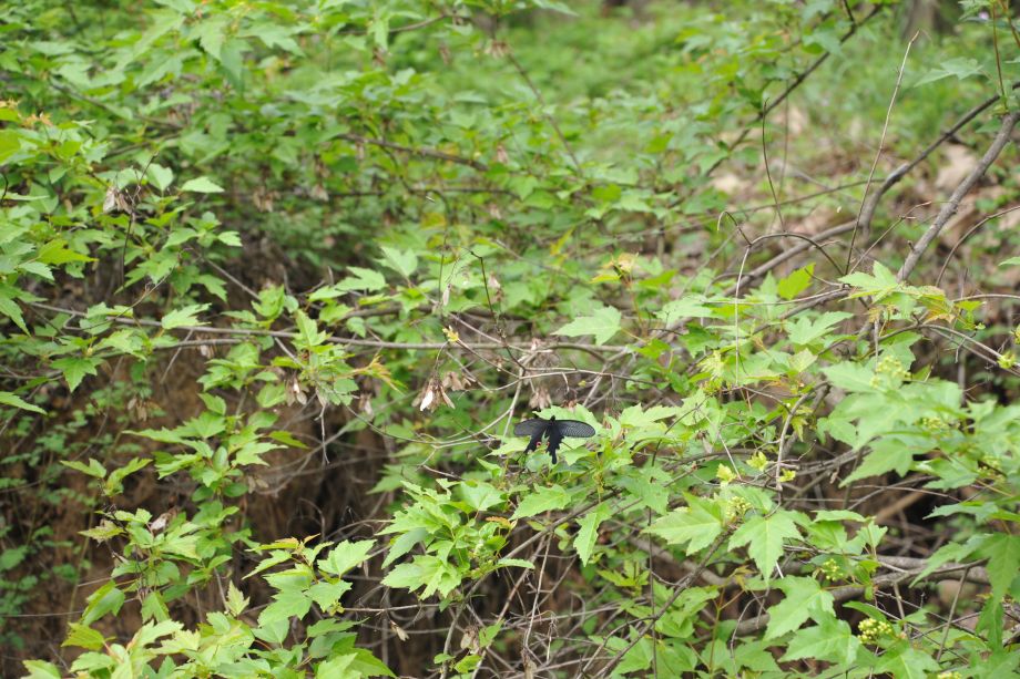 DSC_3779.JPG