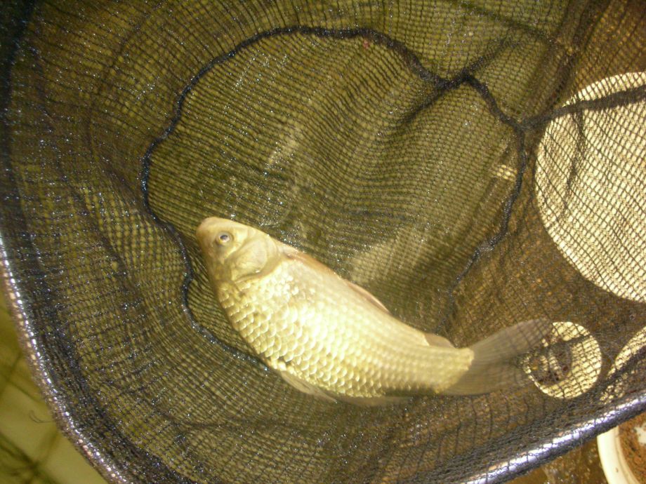 DSCN4529.JPG