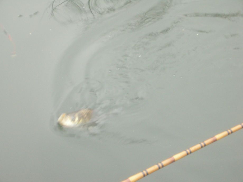 DSCN5205.JPG