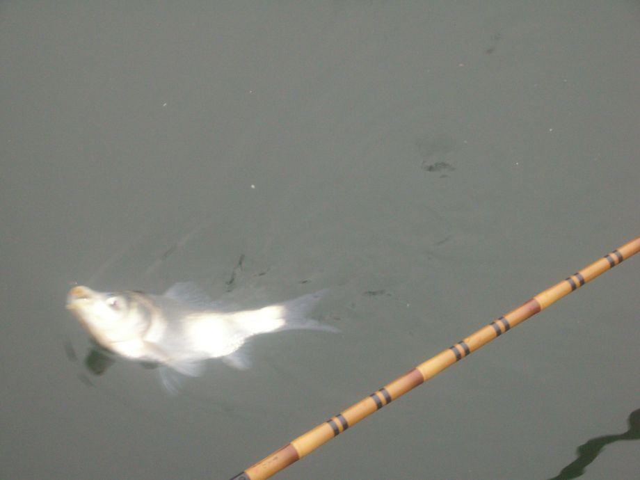 DSCN5207.JPG