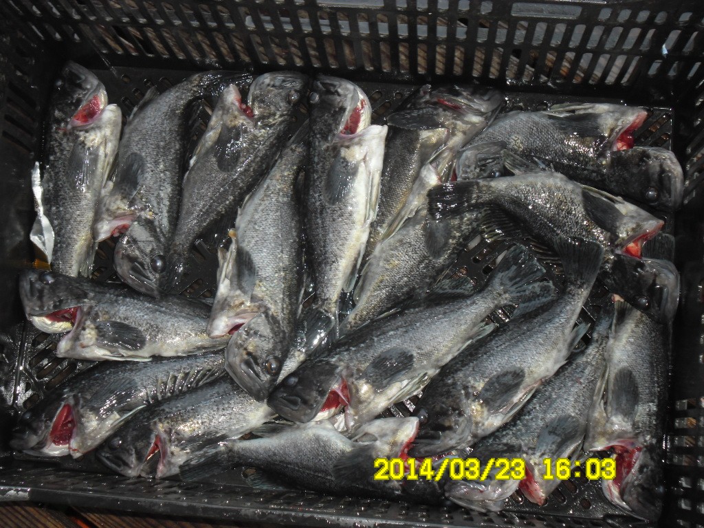 SAM_1712.JPG