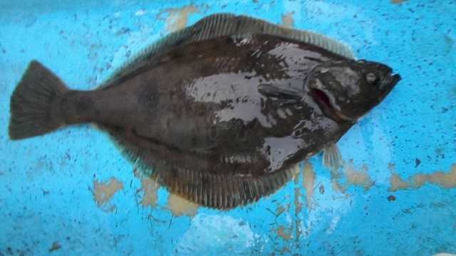 SAM_0618.jpg