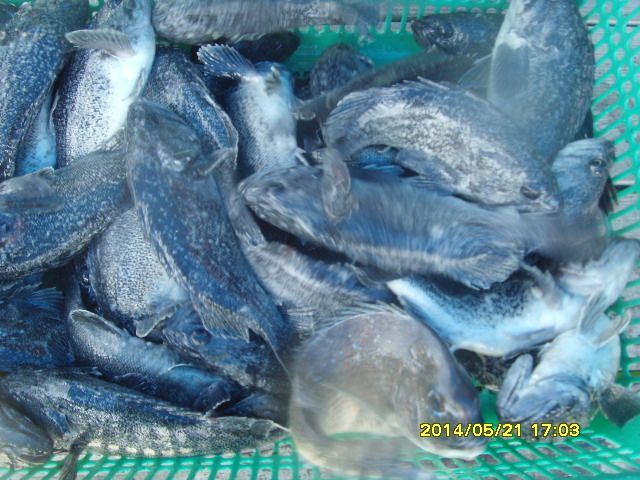 SNV38210.JPG