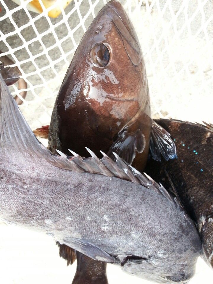 KakaoTalk_20140523_110202370.jpg
