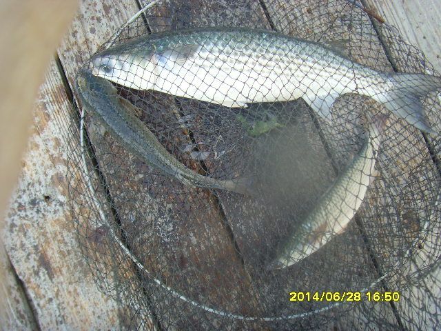 010.JPG