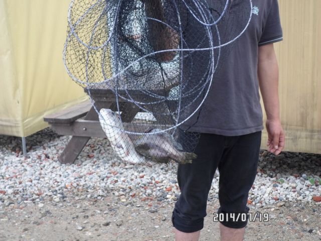 궁평바다낚시터 바다낚시조황 > 07월 19일(토) 조황입니다 - 백미리갯벌체험장 고고씽~~~ : 낚시사랑  궁평바다낚시터 바다낚시조황 > 07월 19일... 