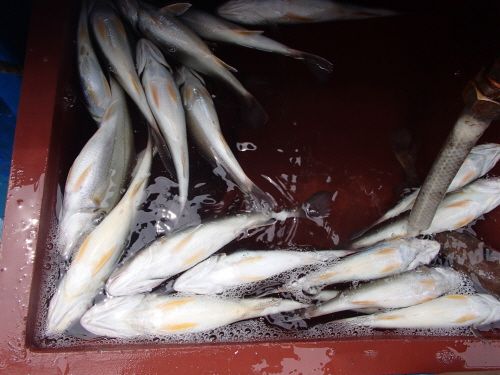 ũ⺯ȯ_P8020128.JPG