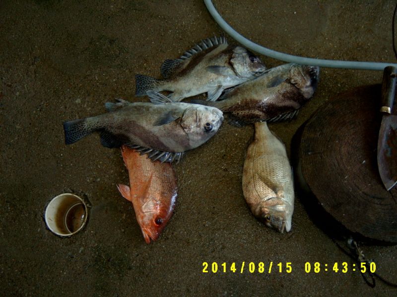 ٹ̱_S3500003.JPG