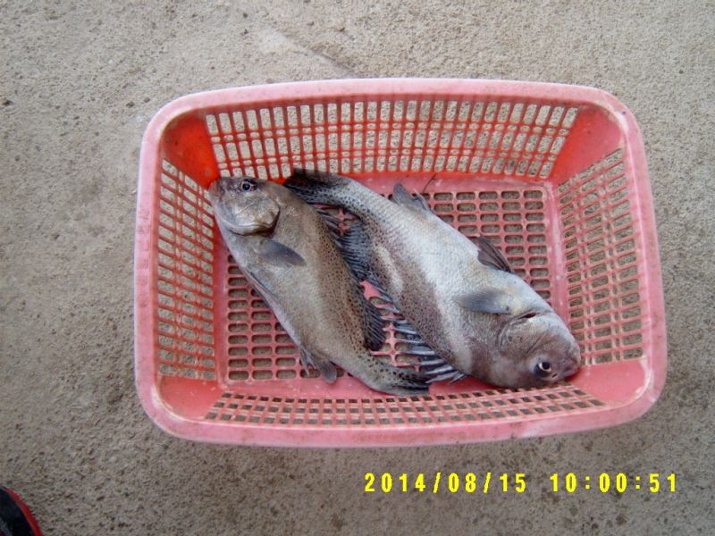 ٹ̱_S3500010.JPG