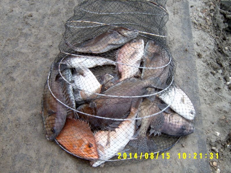 ٹ̱_S3500016.JPG