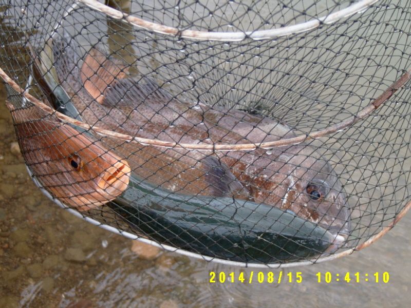ٹ̱_S3500019.JPG
