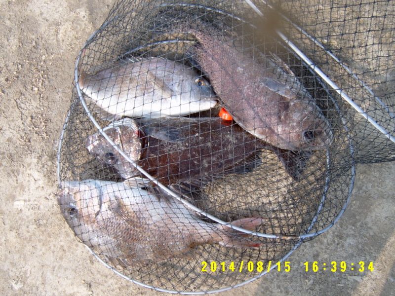 ٹ̱_S3500039.JPG