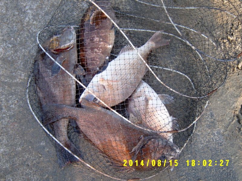 ٹ̱_S3500044.JPG
