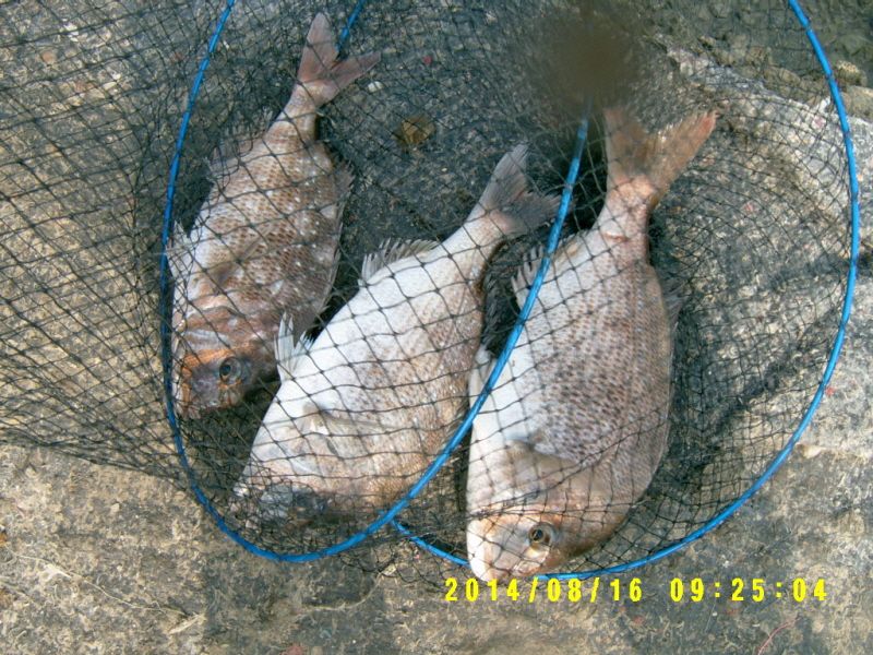 �ٹ̱�_S3500003.JPG