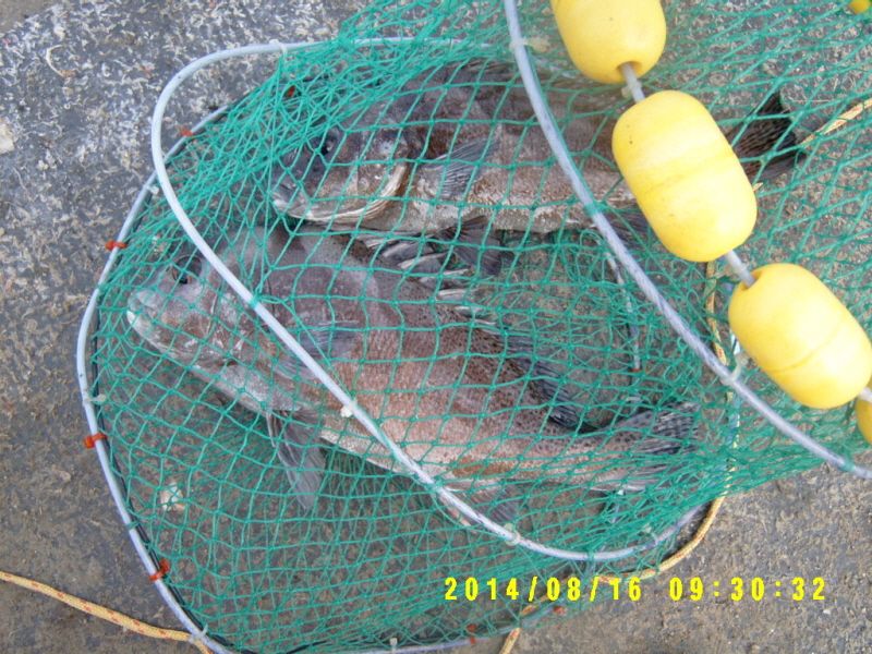 �ٹ̱�_S3500005.JPG