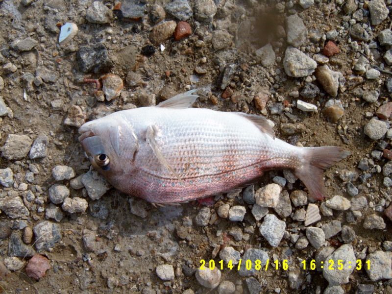 �ٹ̱�_S3500029.JPG