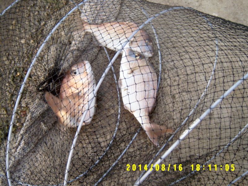 �ٹ̱�_S3500040.JPG