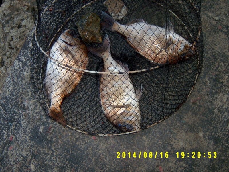 �ٹ̱�_S3500045.JPG