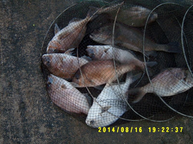 �ٹ̱�_S3500047.JPG