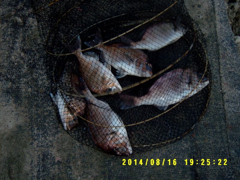 �ٹ̱�_S3500051.JPG