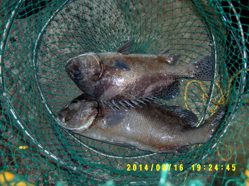 �ٹ̱�_S3500050.JPG