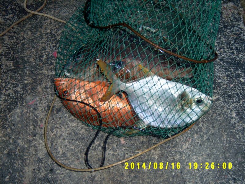 �ٹ̱�_S3500052.JPG