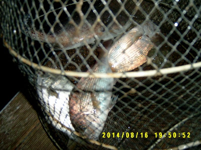 �ٹ̱�_S3500058.JPG