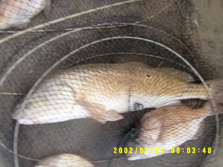 ٹ̱_S3500002.JPG