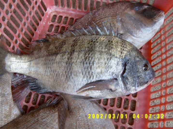 ٹ̱_S3500016.JPG