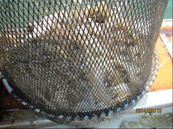 ���� 129.jpg