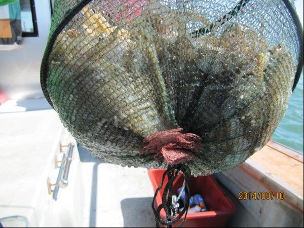 ���� 133.jpg