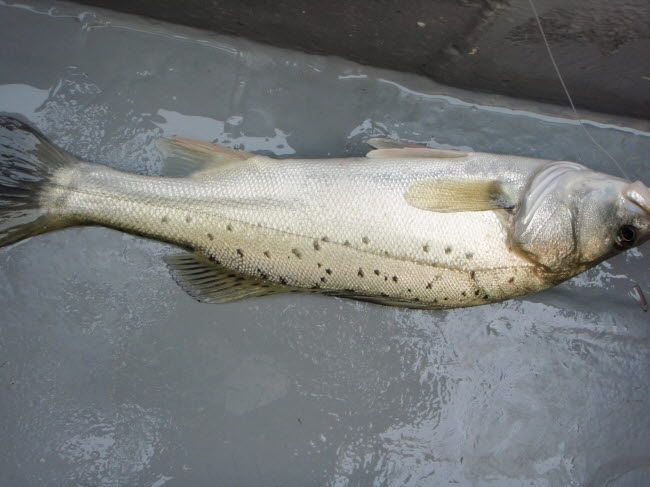 56.jpg
