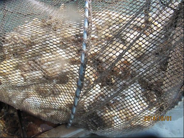 ���� 248.jpg